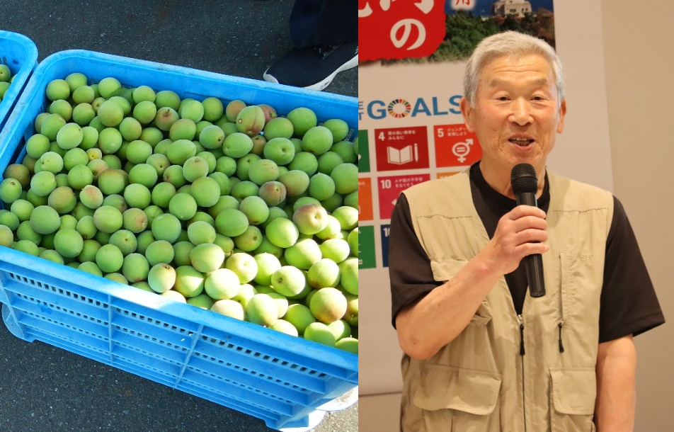 生産者(釜石地方梅栽培研究会 前川会長)